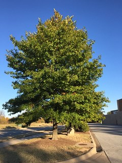 25g Nuttall Oak